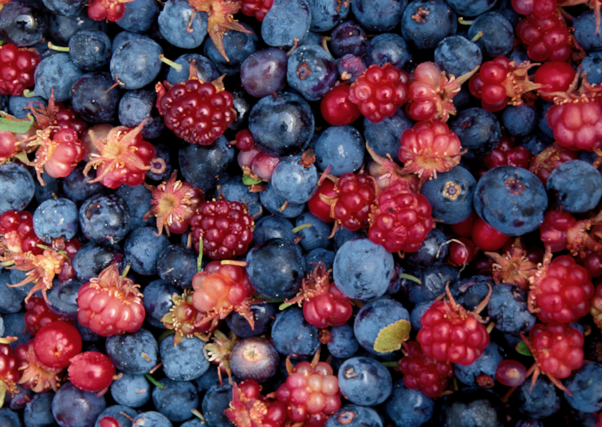 Raspberries, Blueberries, and Salmonberries from Alaska The Tart